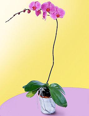 The FTD? Lavender Phalaenopsis Orchid