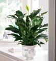 The FTD� Comfort Planter