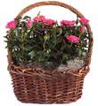 Rose Garden Basket